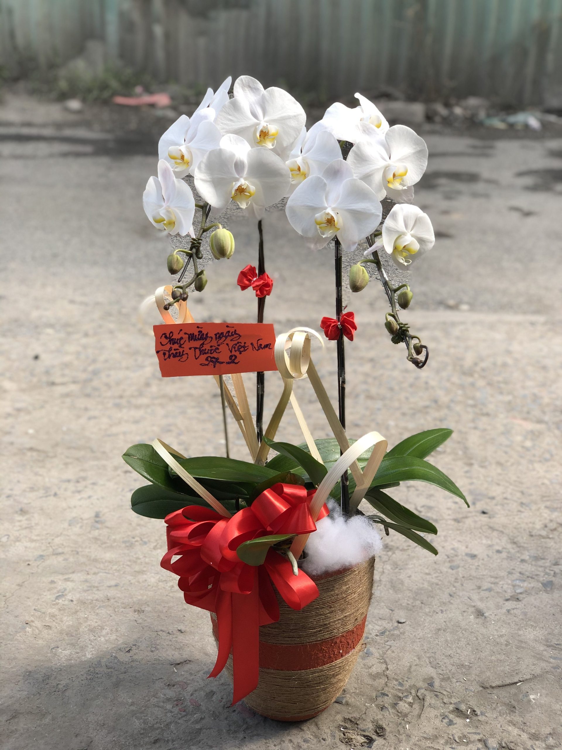 Chậu lan hồ điệp 2 cành