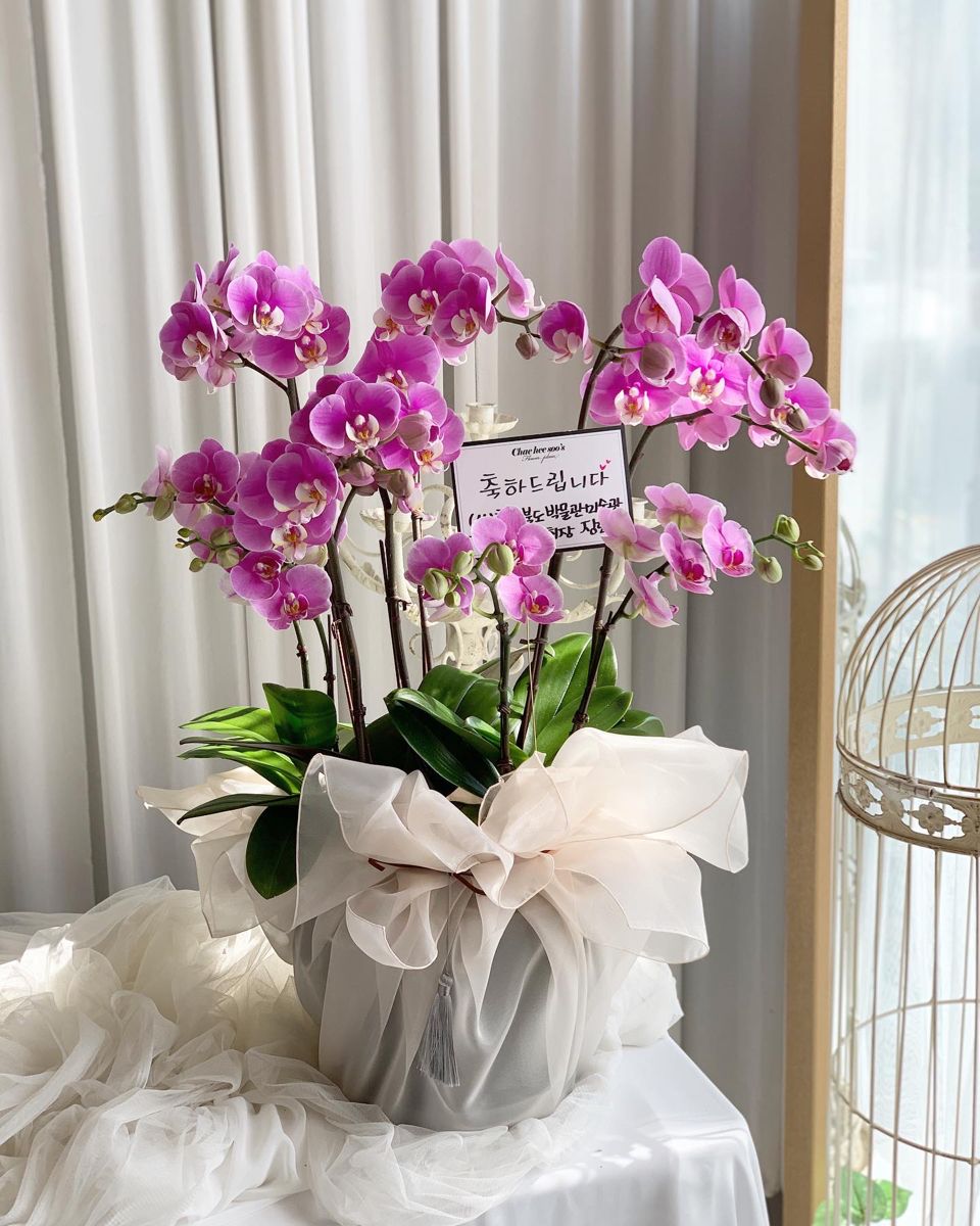 Chậu lan hồ điệp tím