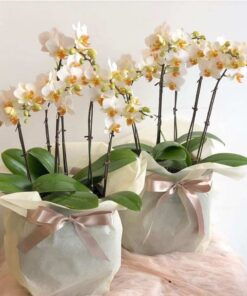 Hồ điệp nhí- Thanh tao - Hồ điệp Vàng Trắng