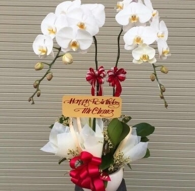 Lan Hồ Điệp Trắng 2 cành