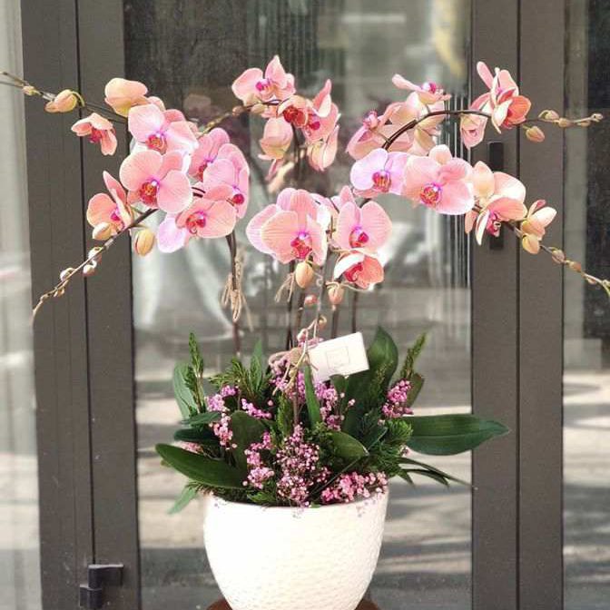 Vẻ đẹp thanh lịch của hoa lan hồ điệp tượng trưng cho tình yêu và sự quý phái.