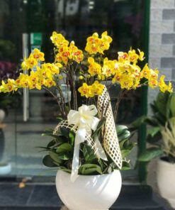 Lan Hồ Điệp - Hồn nhiên/ Lan Hồ Điệp Bạch Lan Dương