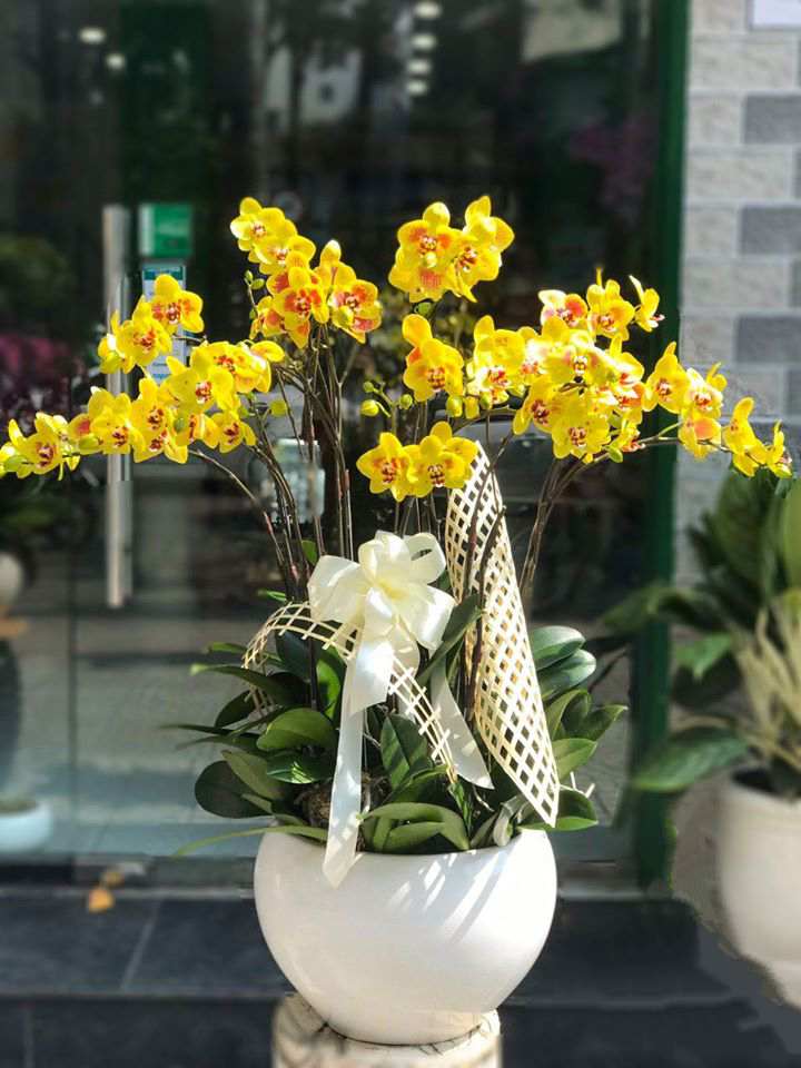 Chậu Lan Hồ Điệp Bạch Lan Dương