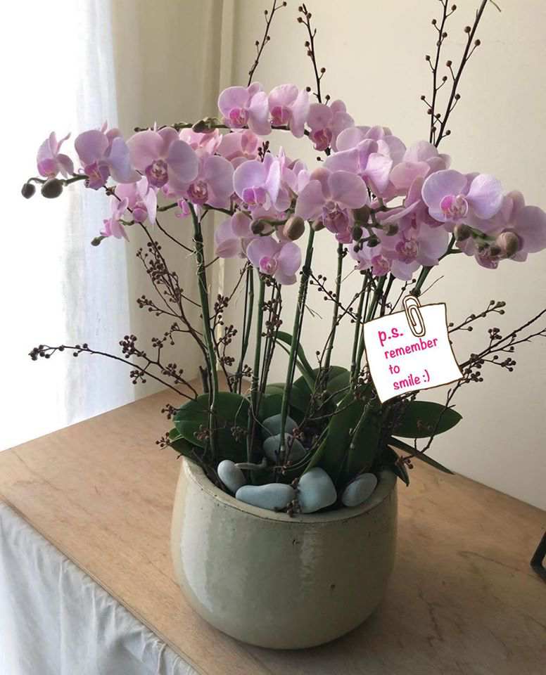 Lan Hồ Điệp - Phát tài/ Lan Hồ Điệp Thấu hiểu