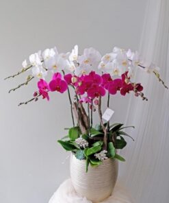 Chậu lan hồ điệp trắng tím