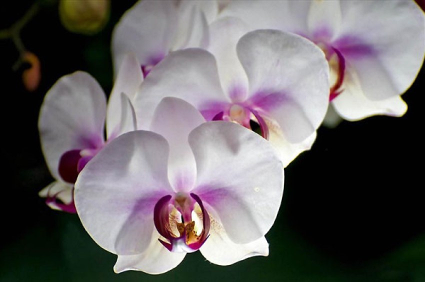 Lan hồ điệp trắng lưỡi tím