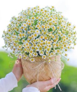 Giỏ hoa tươi Cúc Tana - Baby đẹp giá rẻ TPHCM