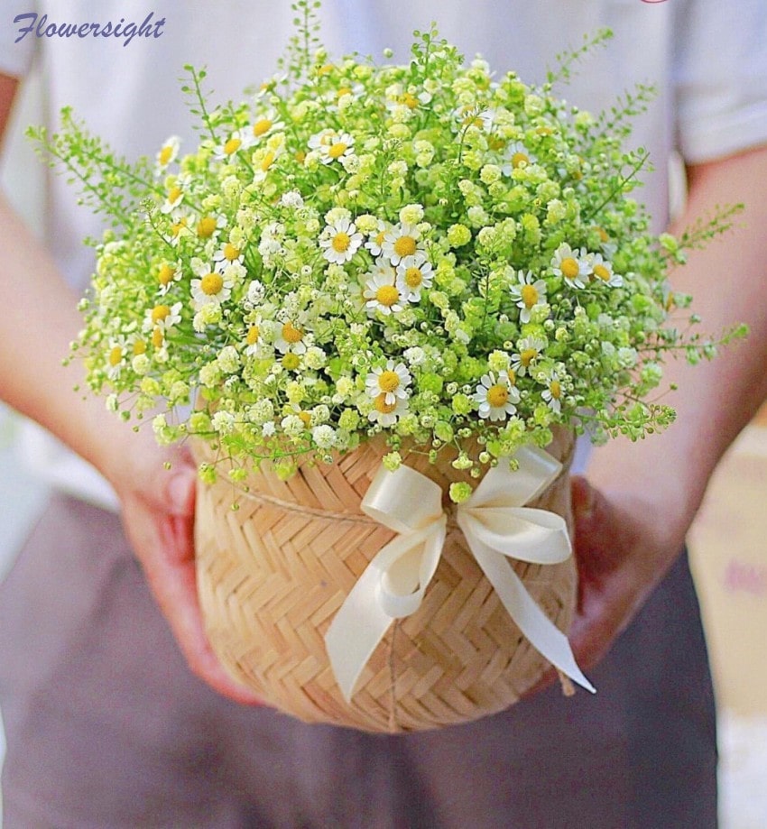 Hoa xuyến chi - Loài hoa mang ý nghĩa chờ đợi khắc khoải trong tình yêu