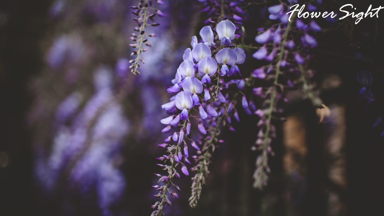 Hoa tử đằng tím