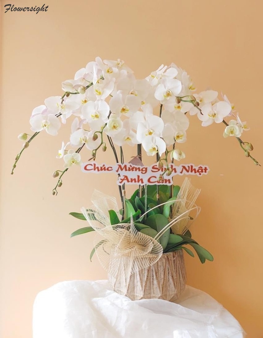 Một chậu lan hồ điệp sang trọng tặng sếp