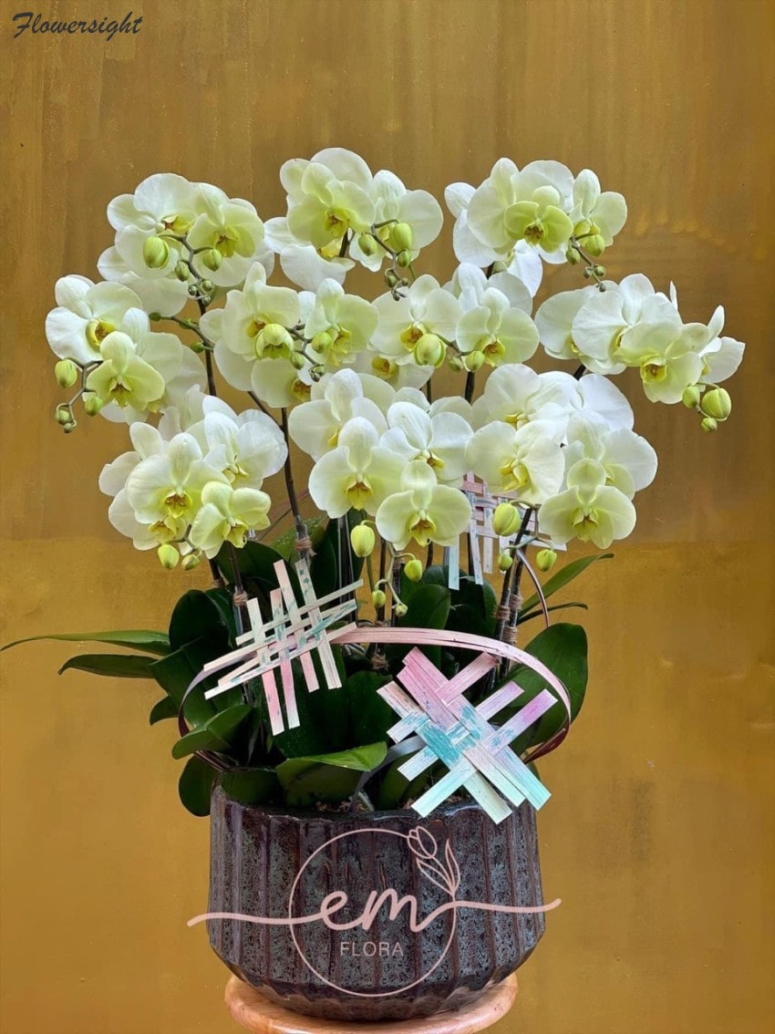 hoa chúc mừng sinh nhật sếp nam