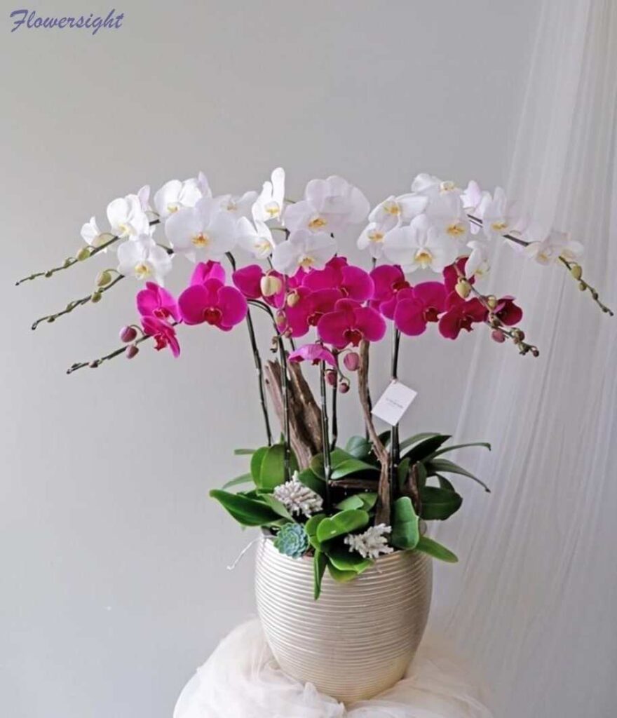 Chậu lan hồ điệp là món quà độc đáo cho lễ tình nhân 14-2