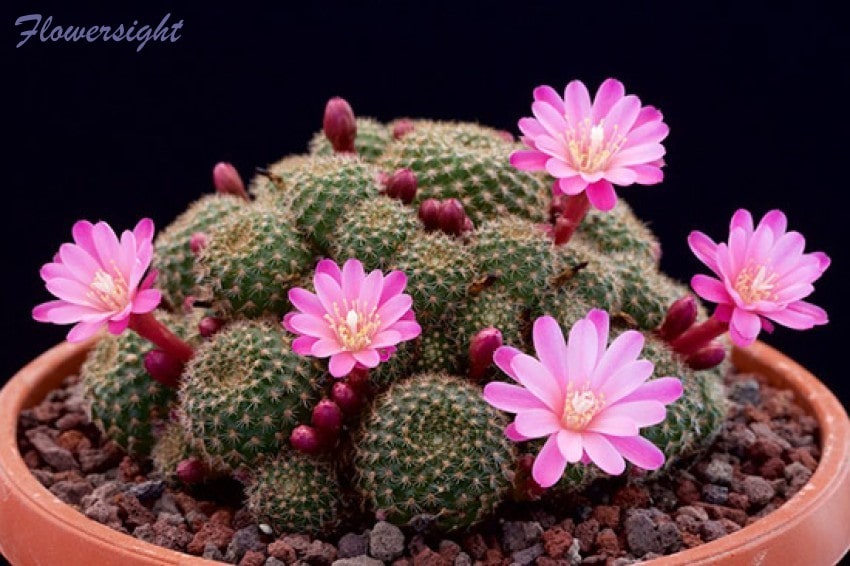 Hoa xương rồng - kiên cường giữa chốn khắc nghiệt