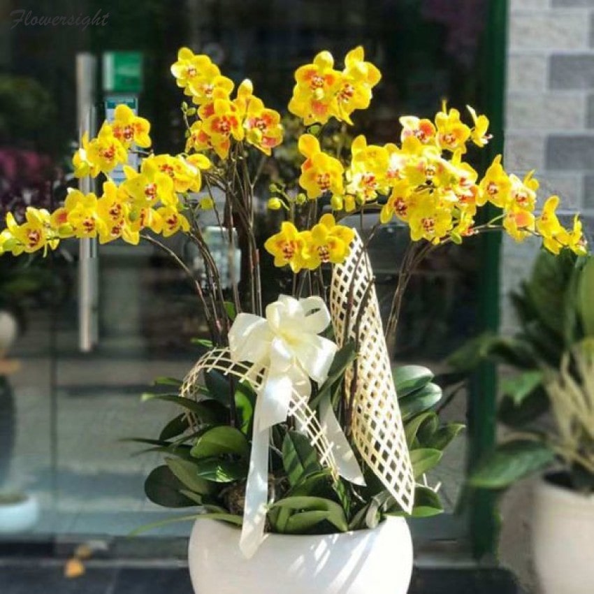 Màu vàng rực rỡ, mang đến niềm vui và hy vọng cho mọi mối quan hệ!