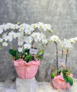 Lan Hồ Điệp trắng chậu hồng