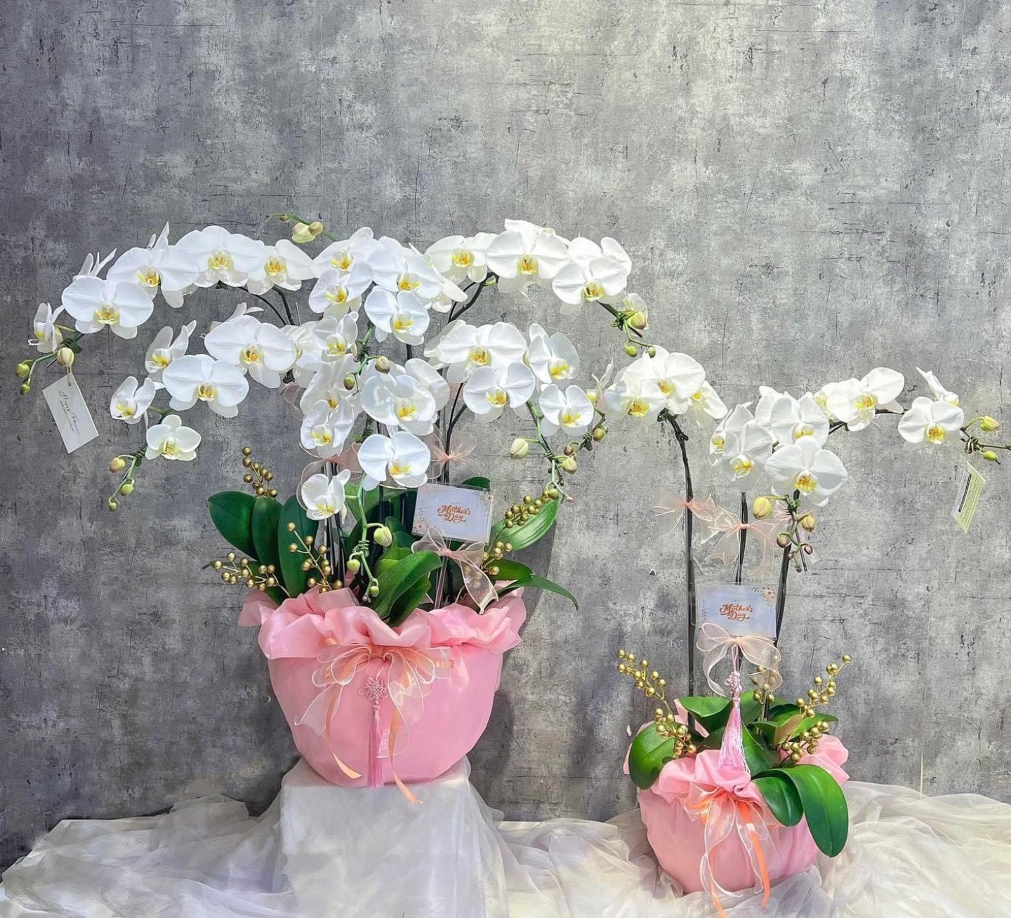 Lan Hồ Điệp trắng chậu hồng