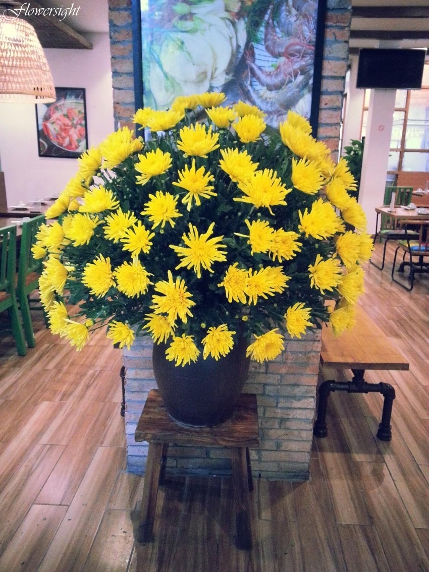 Bình hoa cúc vàng dâng ban cúng Phật