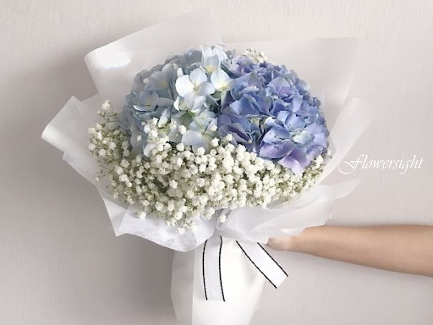 Hoa cẩm tú cầu - bó hoa xinh đẹp biểu trưng cho lòng biết ơn, tình yêu chân thành, bền bỉ