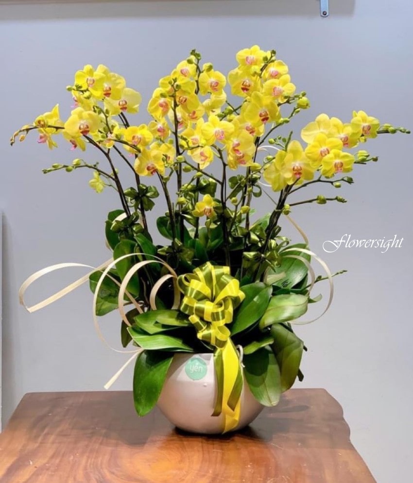 Chậu hoa lan hồ điệp