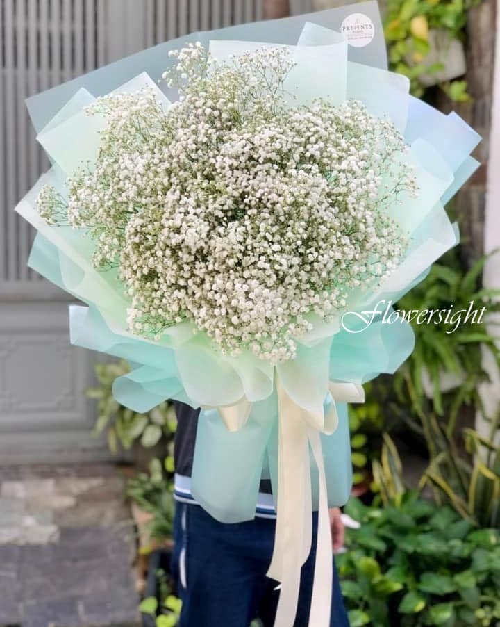 hoa baby nhập khẩu hà lan Bản tình ca