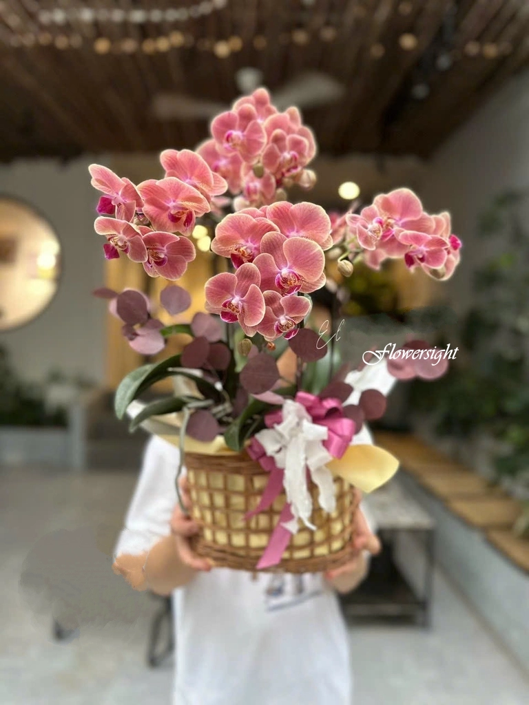 Hoa lan có nguồn gốc từ đâu?