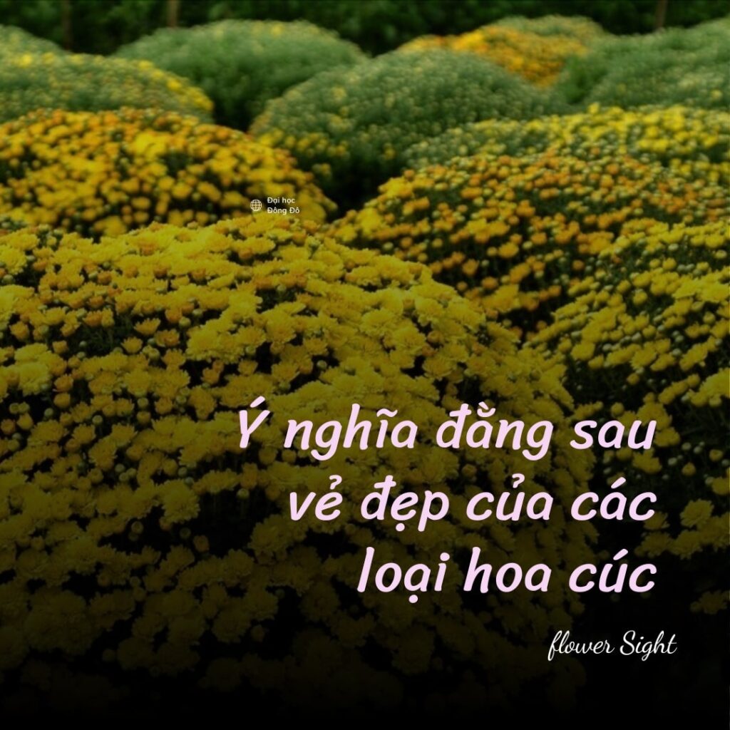 Ý nghĩa đằng sau vẻ đẹp của các loại hoa cúc