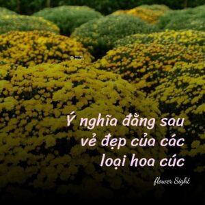 Ý nghĩa đằng sau vẻ đẹp của các loại hoa cúc