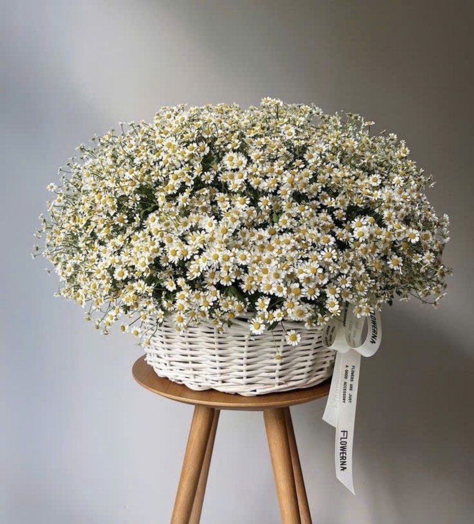 Giỏ hoa cúc tana