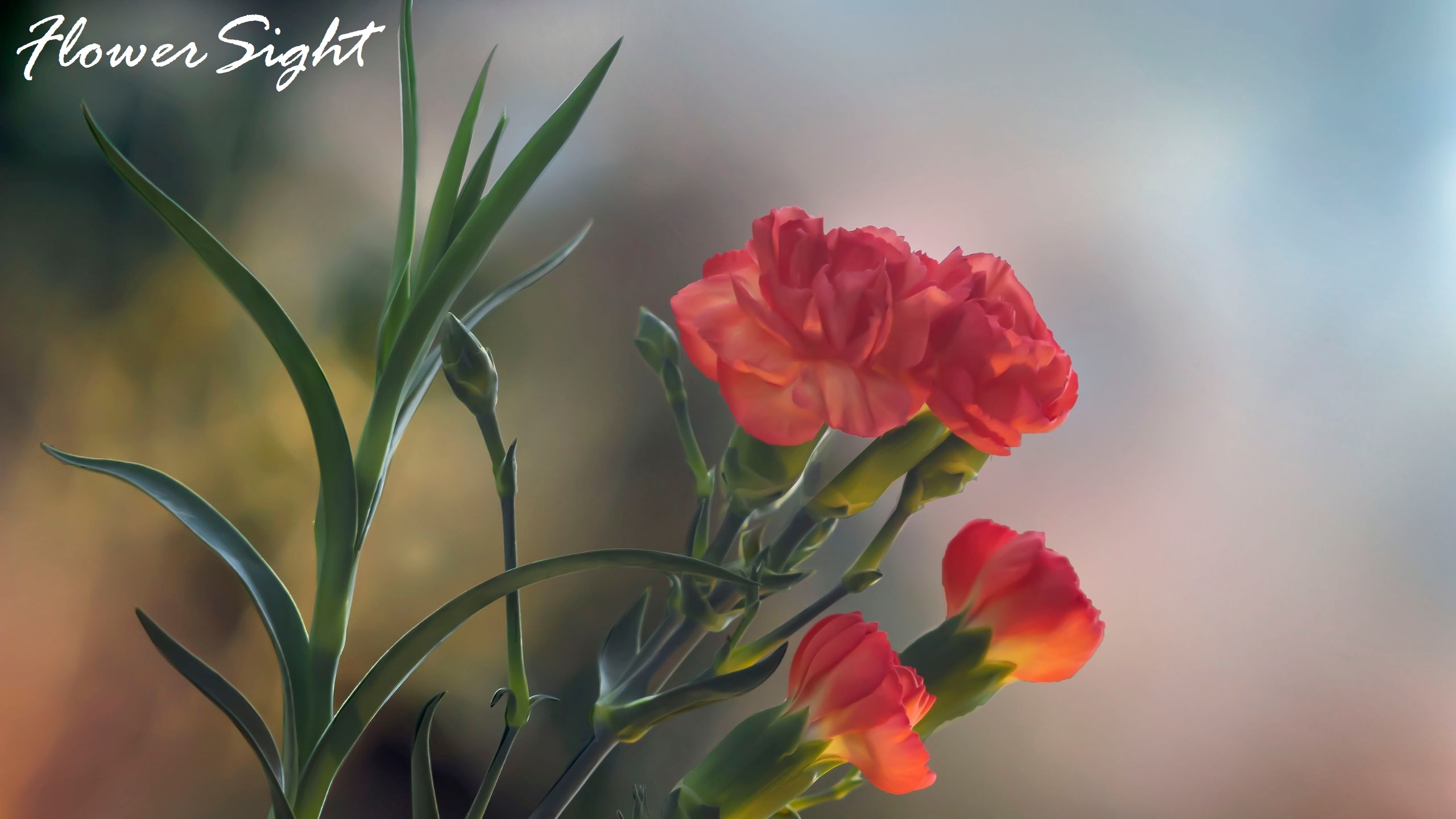 Hoa cẩm chướng đỏ