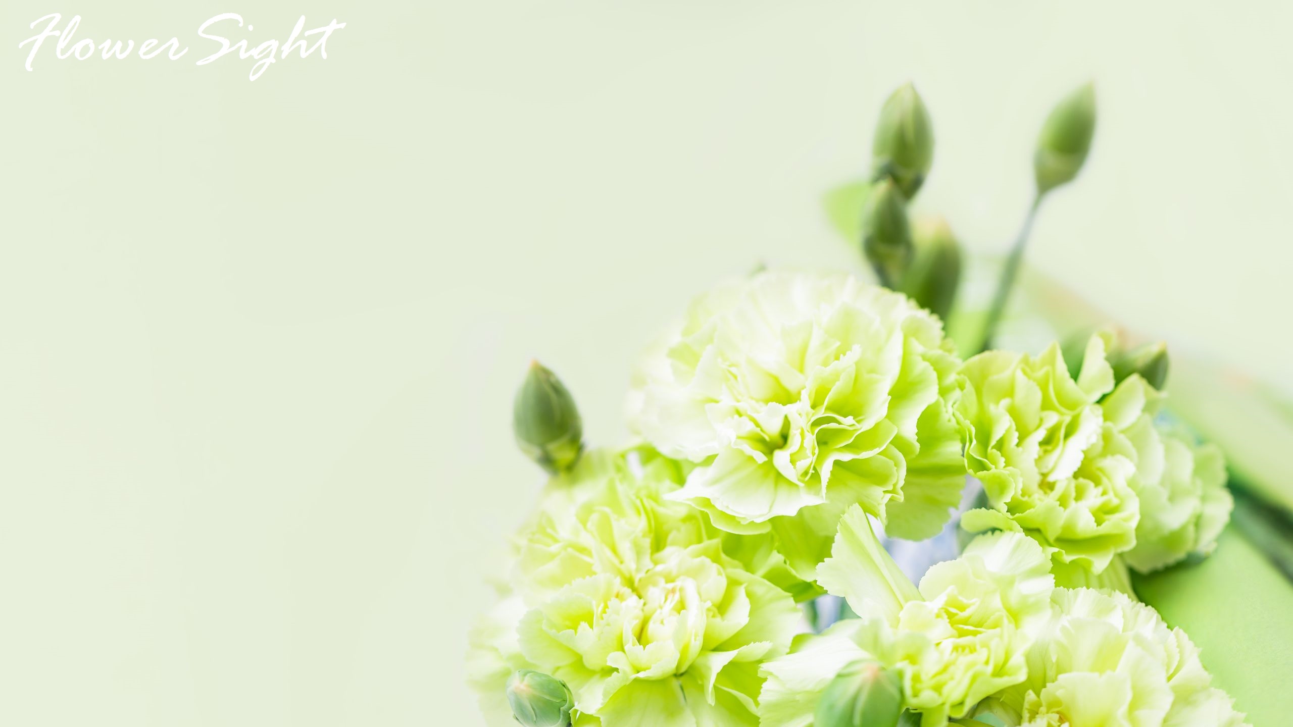 Hoa cẩm chướng xanh