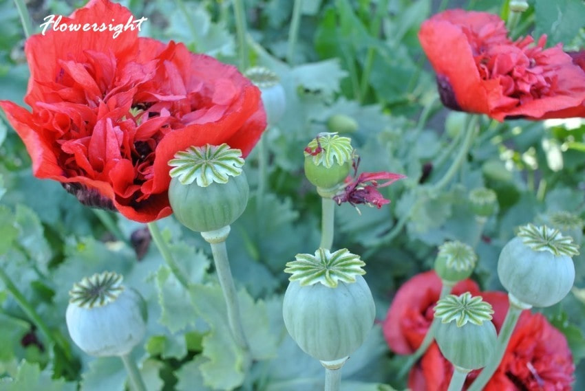 Anh túc - sự tưởng nhớ về những người đã mất do chiến tranh