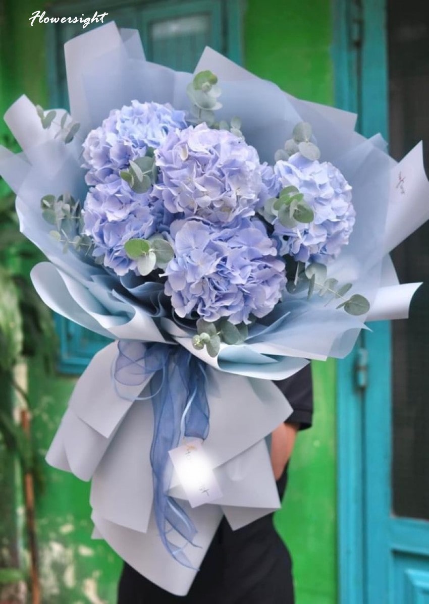 Bó cẩm tú cầu trắng tím