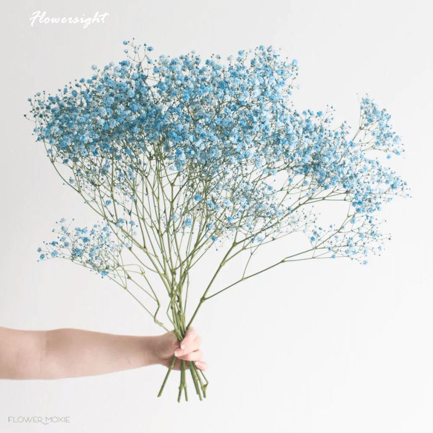 Cách bảo quản baby xanh