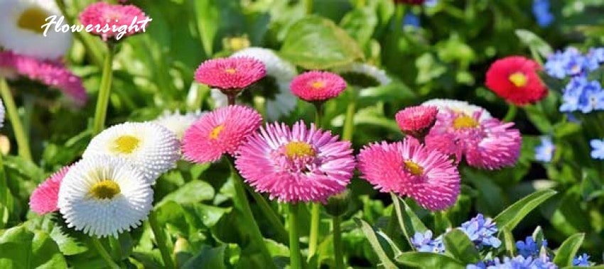 Calimero - Loài hoa nhỏ nhắn nhưng có sức sống mãnh liệt