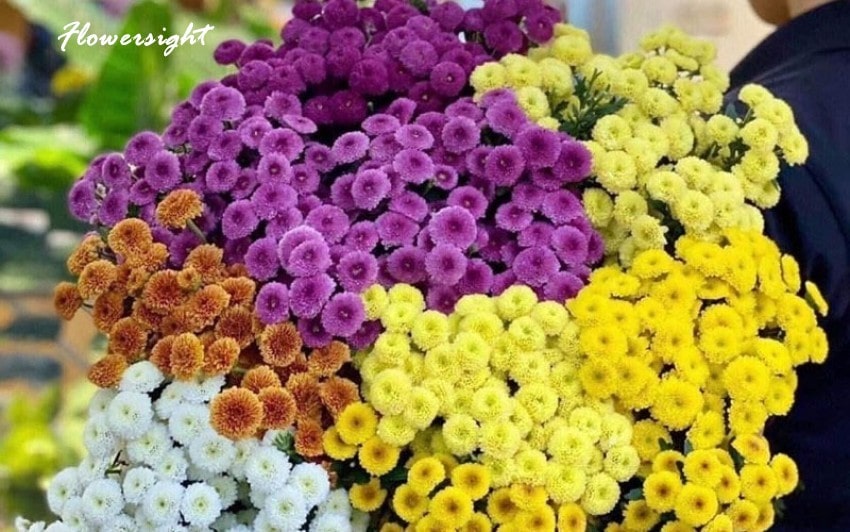 Calimero có giá thành khiến nhiều người bất ngờ