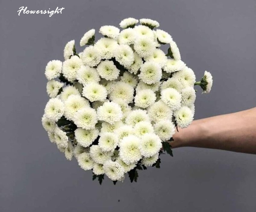 Calimero trắng tượng trưng cho sự giản dị, ngây thơ của tuổi trẻ