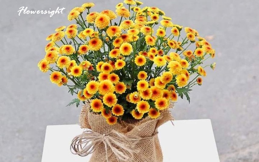 Calimero vàng cho khởi đầu đầy năng lượng