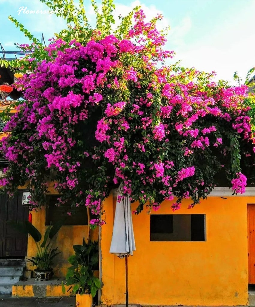 Chùm hoa giấy bên hiên nhà mang tới sự bình dị mộc mạc