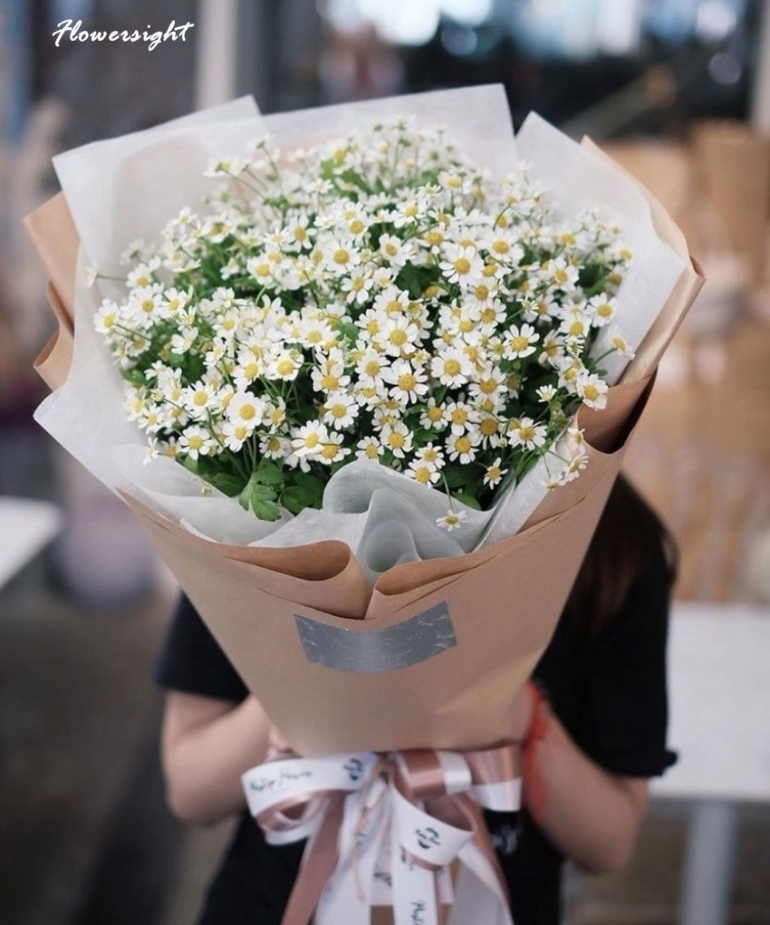 Cúc Baby vẻ đẹp tới từ sự bình dị đơn sơ - loài hoa tượng trưng cho sự lạc quan