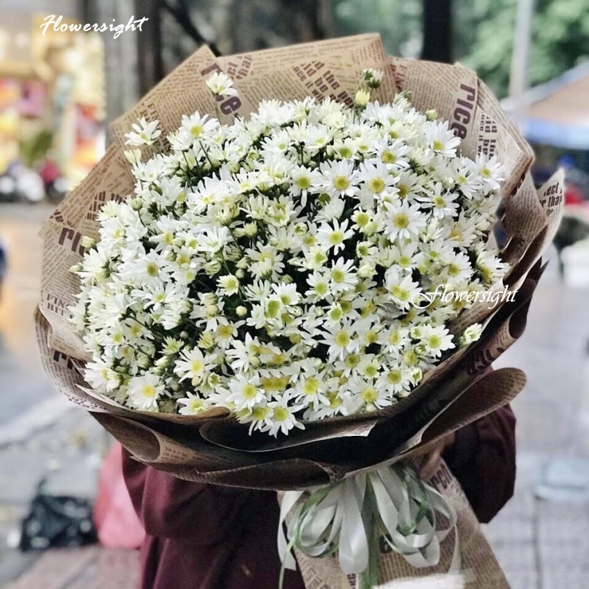 Cúc hoạ mi bọc giấy báo - dịu dàng tinh tế