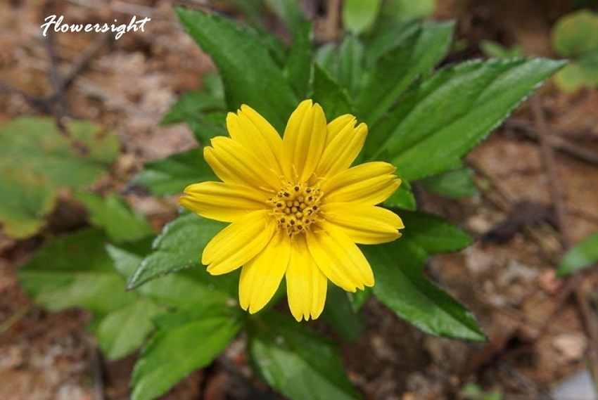 Được gieo trồng với điều kiện hợp lý cây hoa sẽ nở to và đẹp.