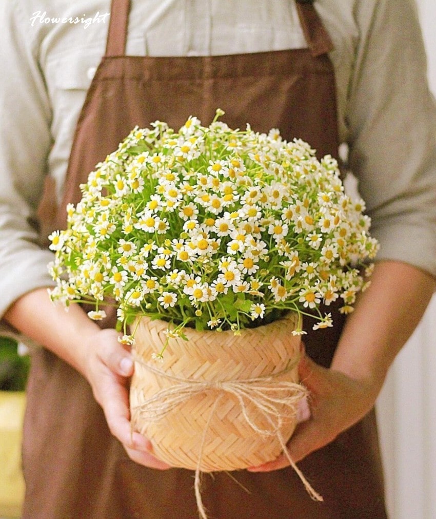 Giỏ hoa cúc tana