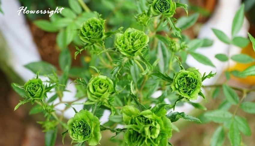 Cách chăm sóc hoa hồng xanh lá