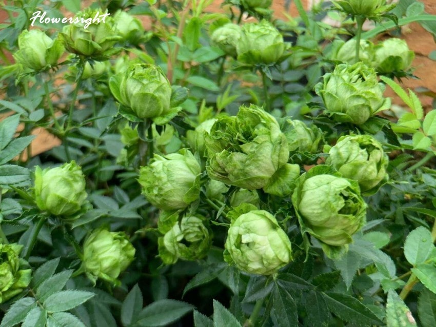 Hoa hồng xanh lá Jane Green Rose