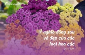 Hoa Calimero là hoa gì? 5 ý nghĩa hoa Calimero theo màu sắc