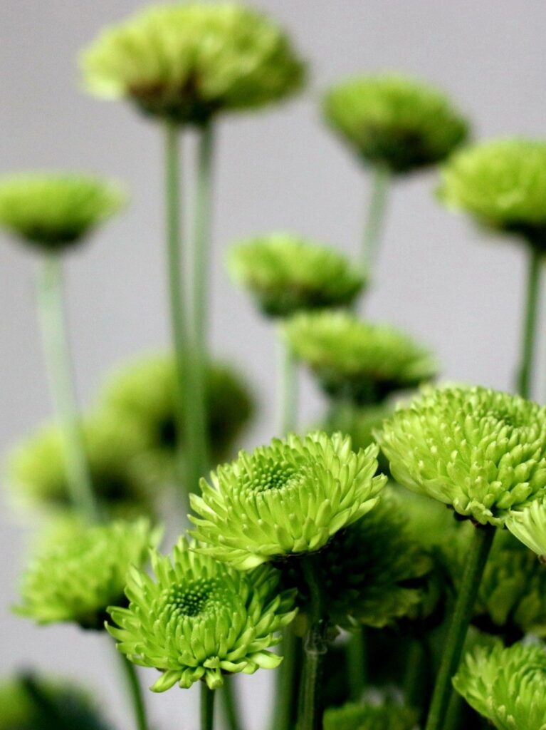 Hoa cúc Calimero xanh lá