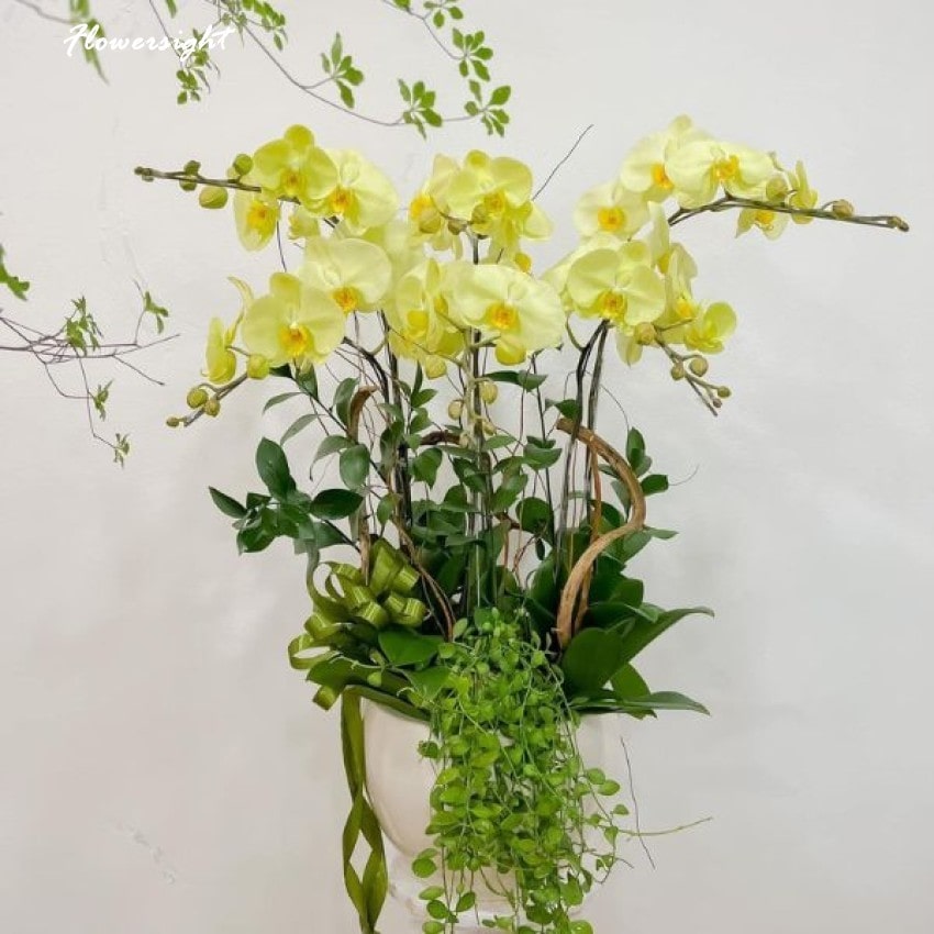 Hoa Lan mang năng lượng tích cực, tài lộc và may mắn phù hợp làm quà tặng