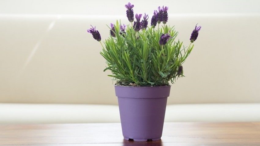Hoa Lavender tại Flowersight