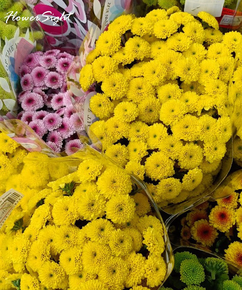 Hoa cúc Calimero vàng