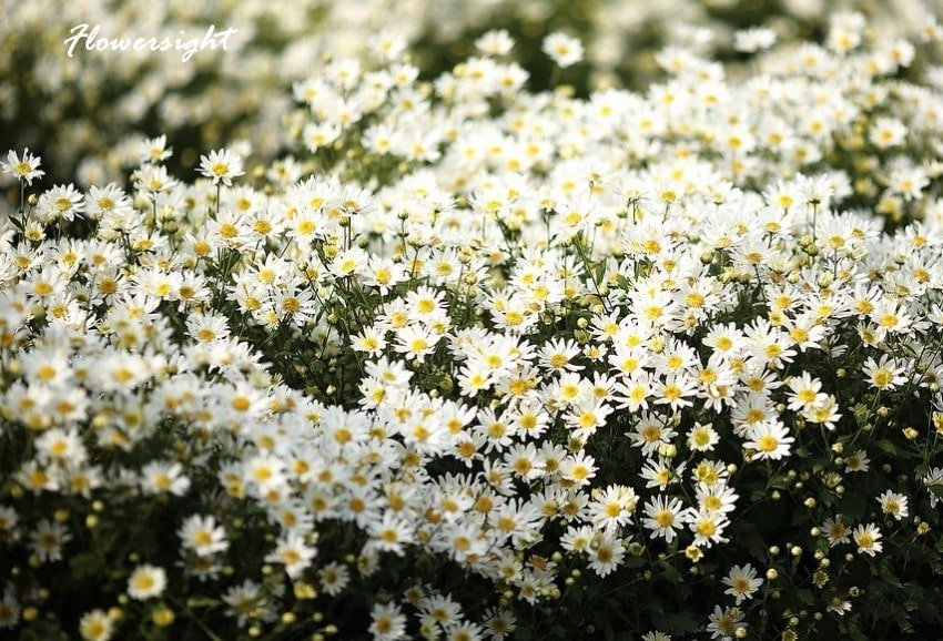 Từng bông hoa cúc dại như một món quà từ thiên nhiên, mang lại sắc màu cho tâm hồn.